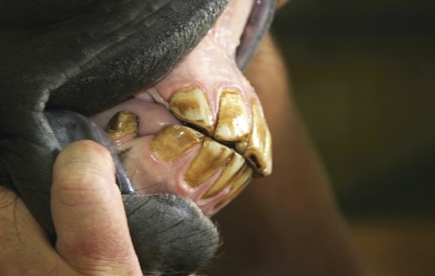 Examination of Horse Teeth