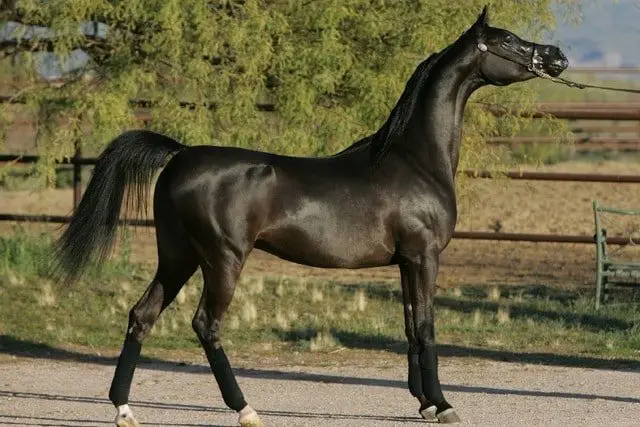 Excellent Arabian Horse