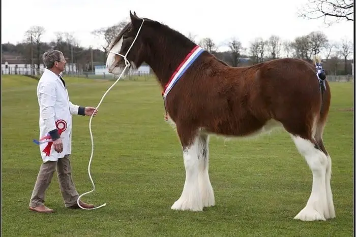 Excellent Clydesdale