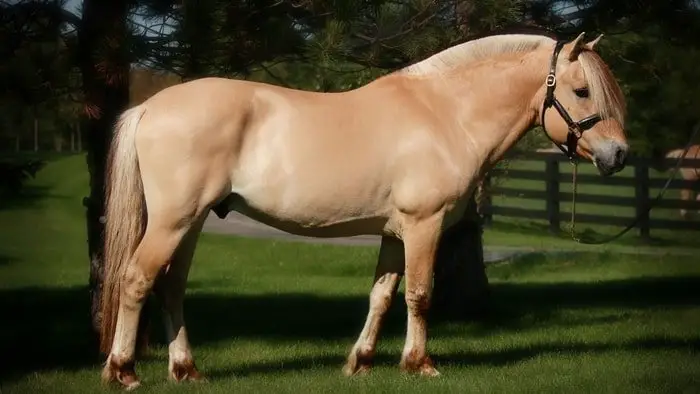 Fjord Horse