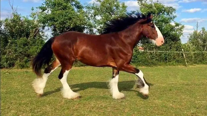 Gait of Clydesdale Horse