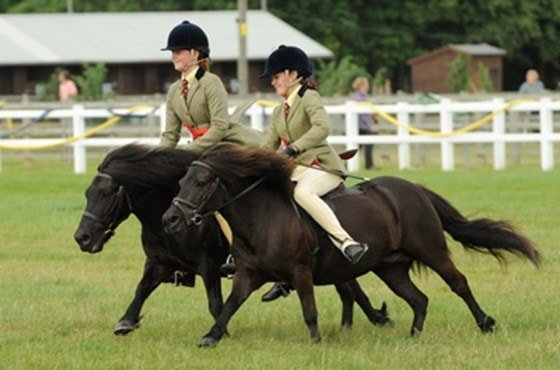 Top 14 Pony Horse Breeds Reviewed For Kids and Children