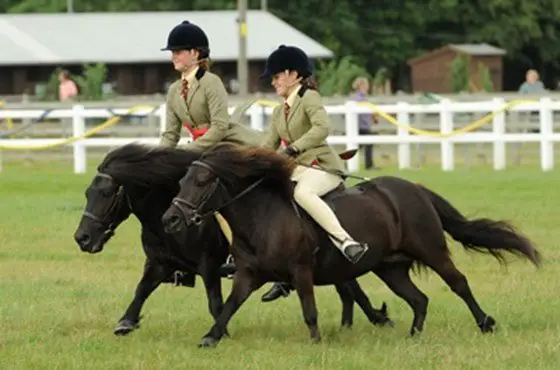 Top 14 Pony Horse Breeds Reviewed For Kids and Children Top 14 Pony Horse Breeds Reviewed For Kids and Children