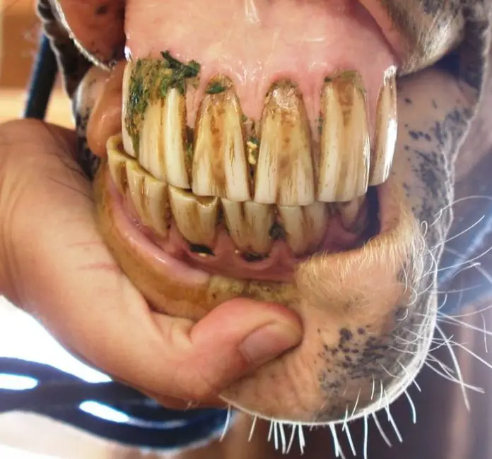 Horse Teeth
