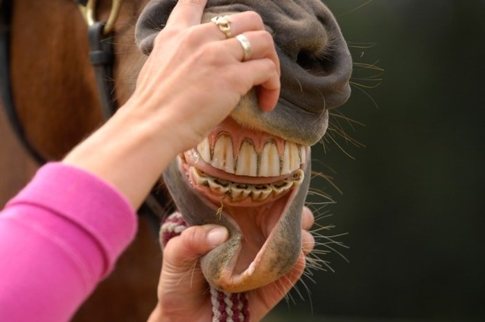 Horse Teeth Problems