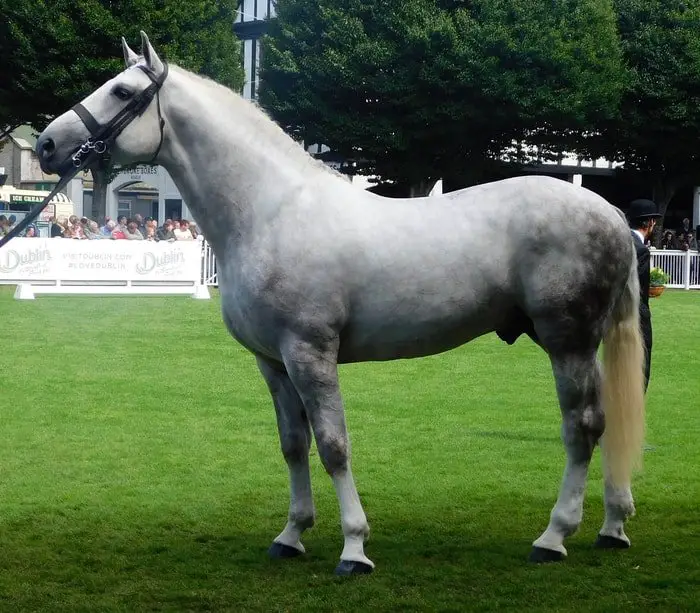 Irish Draft Horse