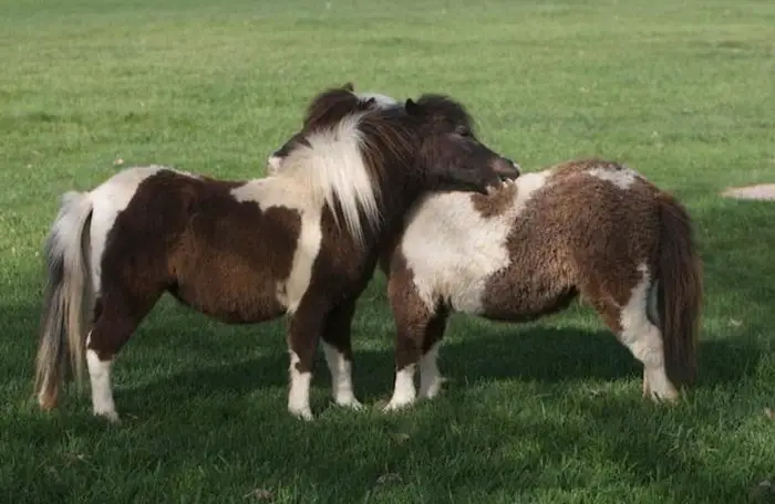 Miniature Pony