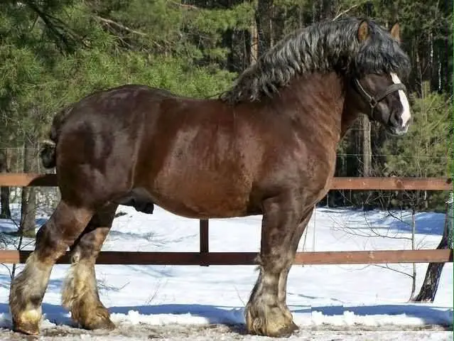 Murakoz Draft Horse