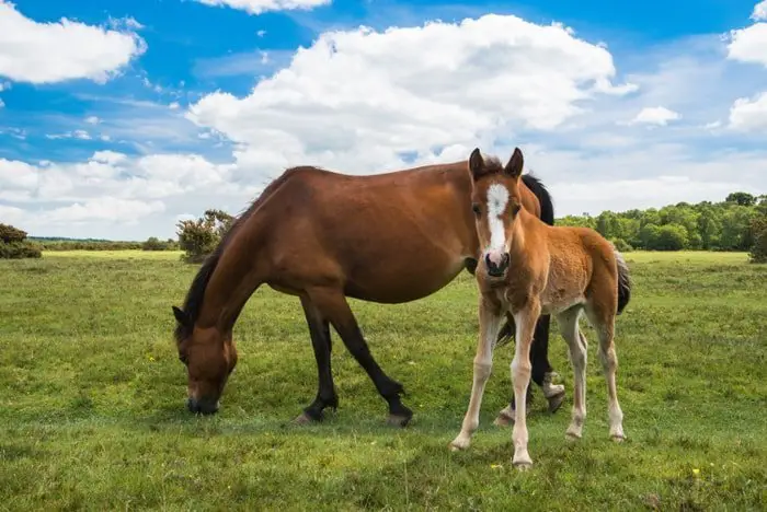 New Forest Pony