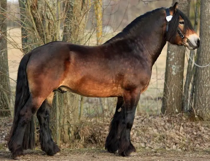 North Swedish Horse
