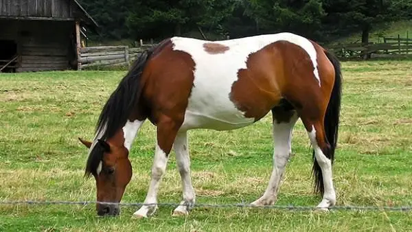 Hřebec Paint Horse