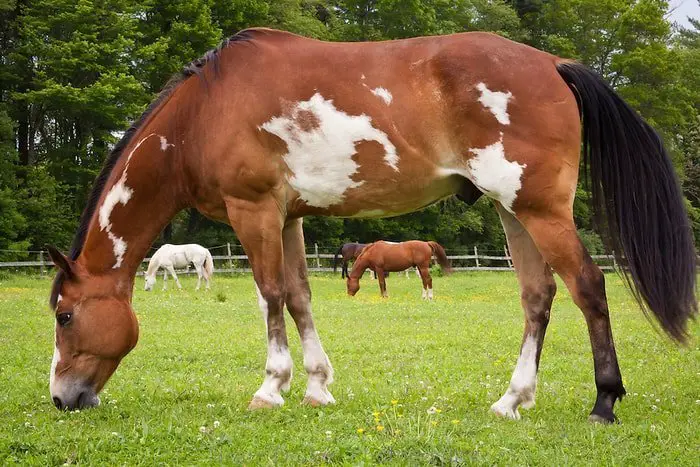 Caballo pintado en pastoreo