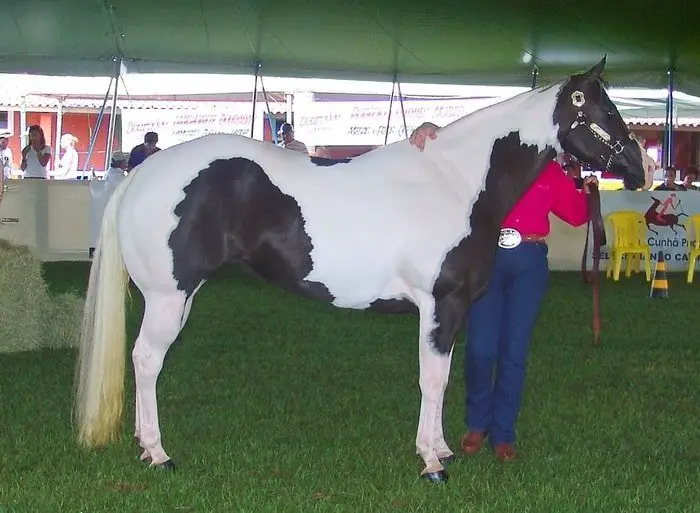 Caballo pintado