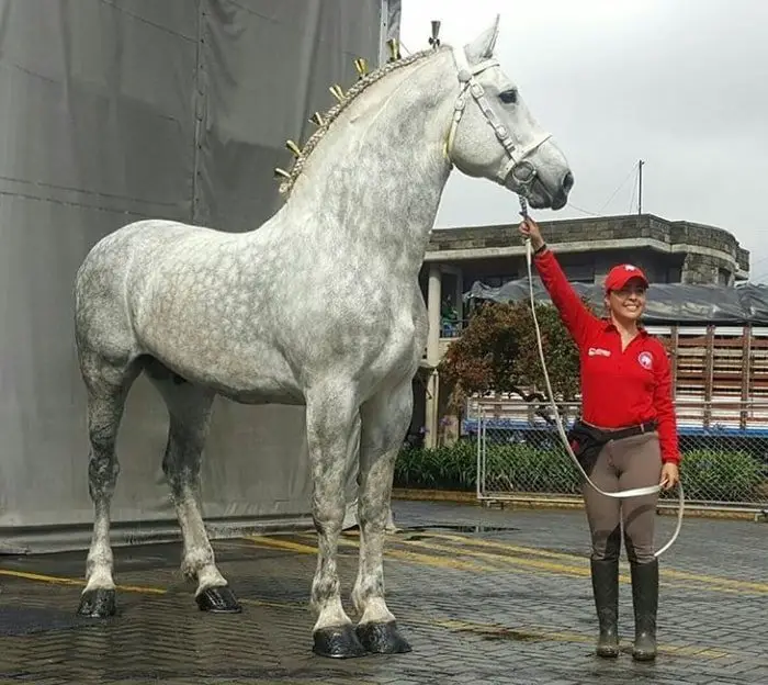 Big Horses: Percheron