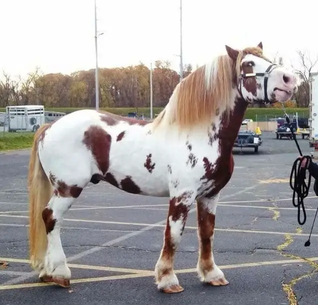 Pinto Draft Horse