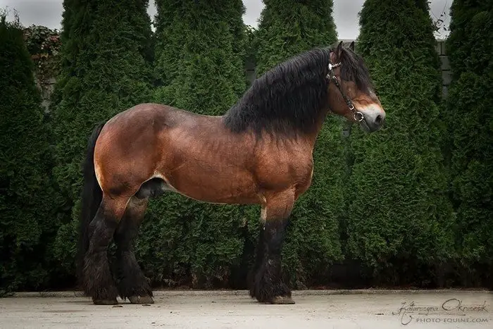 Polish Draft Horse
