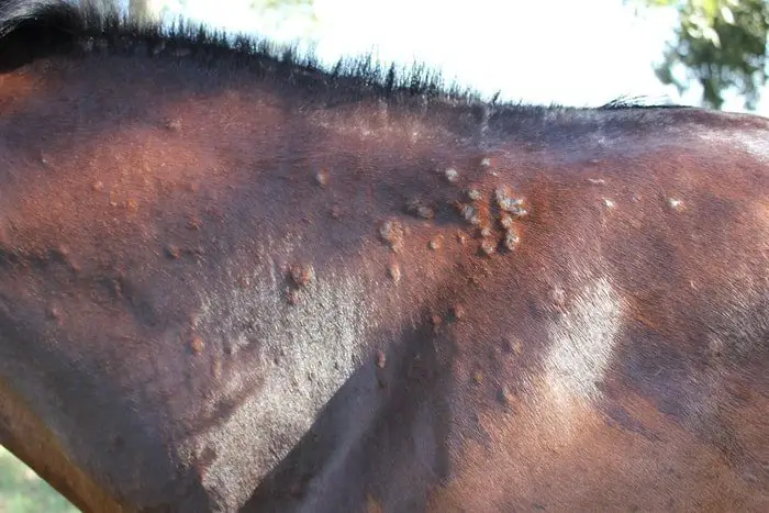 Ringworm in Horse