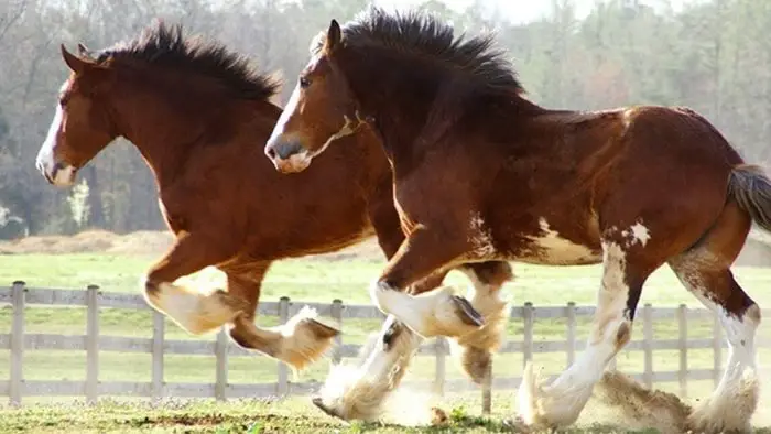 Running Clydesdale