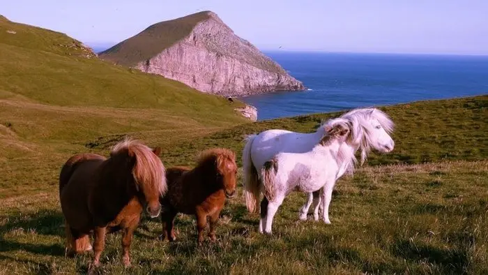 Shetland Pony