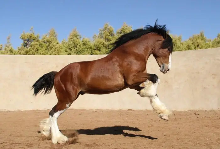 Showing Clydesdale