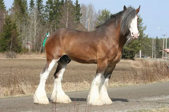 Standing Clydesdale