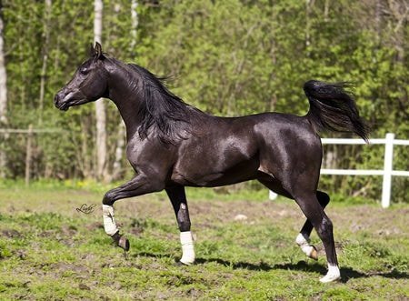 Stunning Arabian Horse