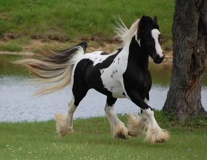 The Gypsy Vanner Horse