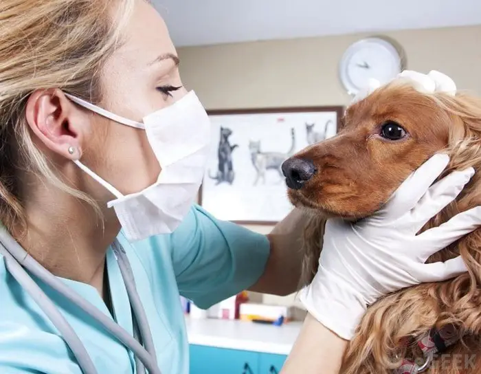 Treatment of Canine Parvovirus