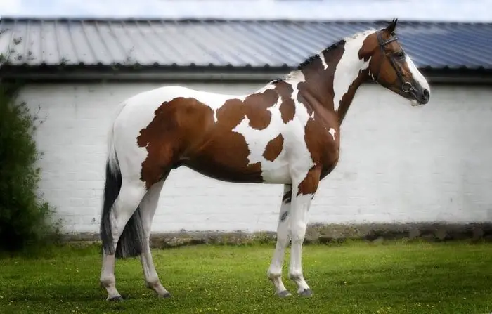 American Paint Horse