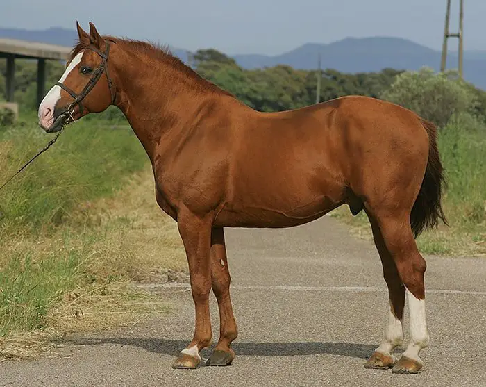 Appearance of Warmblood