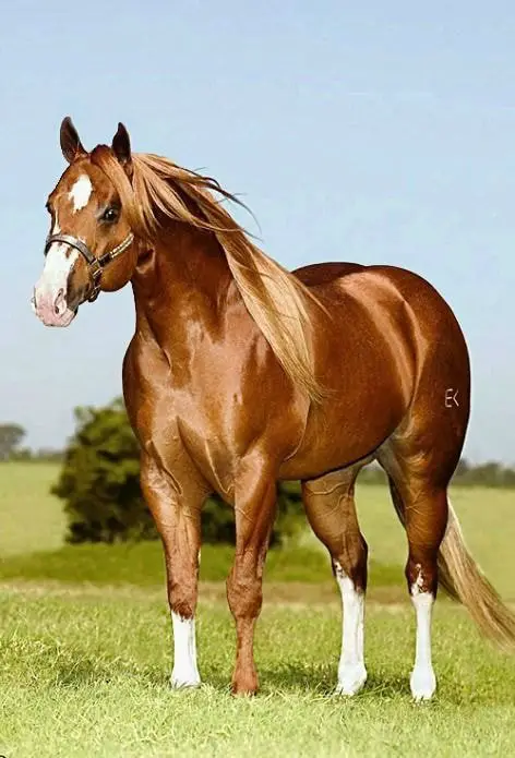 Beautiful American Quarter Horse