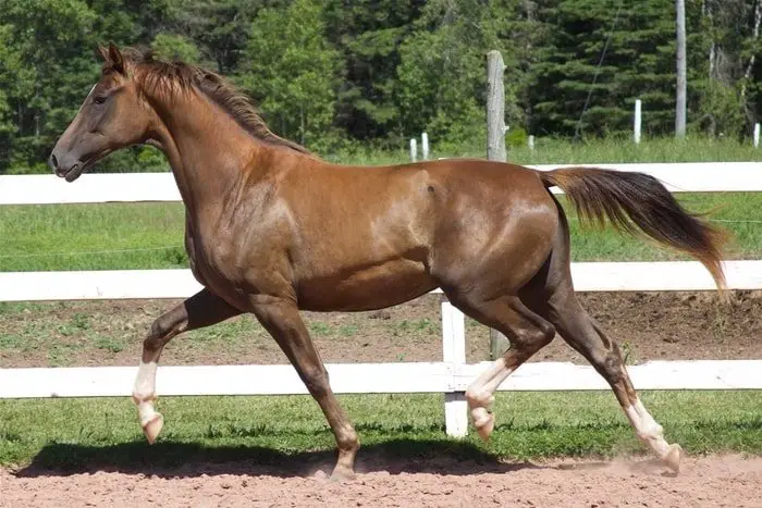 Beautiful Warmblood Horse