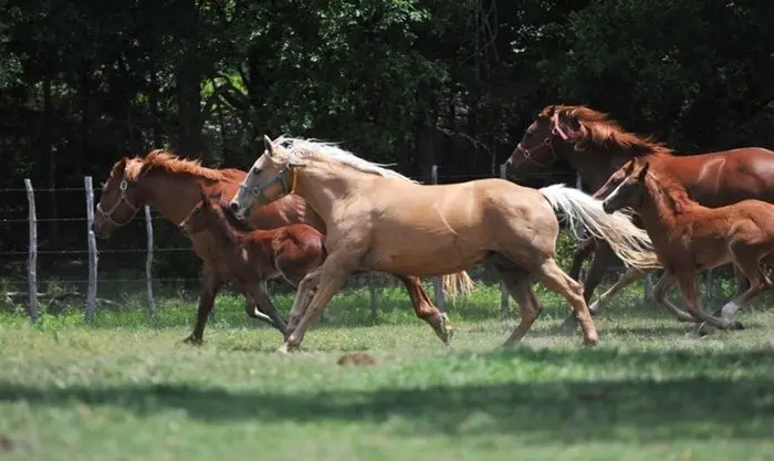 Behavior of American Quarter Horse