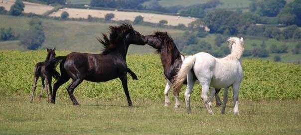 Behavior of Dartmoor Pony