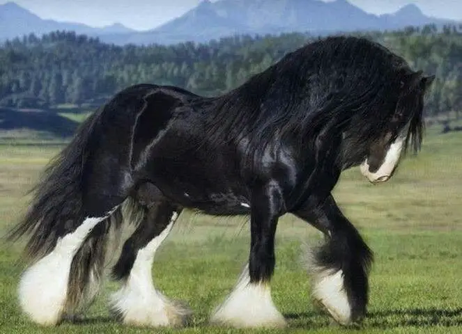 Black Shire Horse