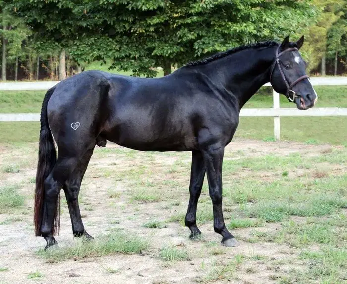 Black Warmblood Horse