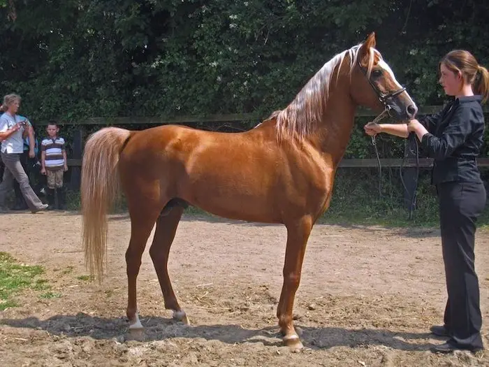 Caspian Horse