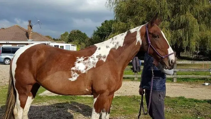 Color of American Quarter Horse