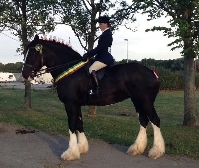 Easy to Manage Shire Horse