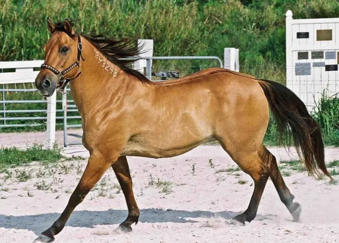 Equine Infectious Anemia (EIA)
