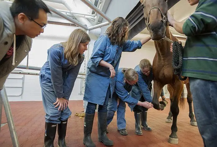 Equine Veterinary Technician