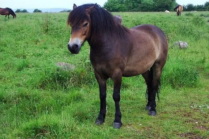 Feeding of Dartmoor Pony