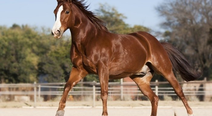 Golden American Quarter Horse