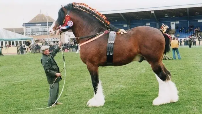 Good Conformation of Shire horse