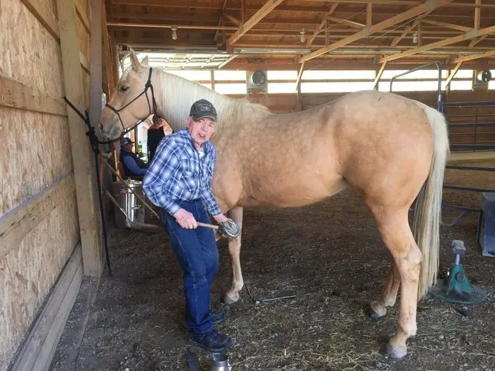 Horse Farrier