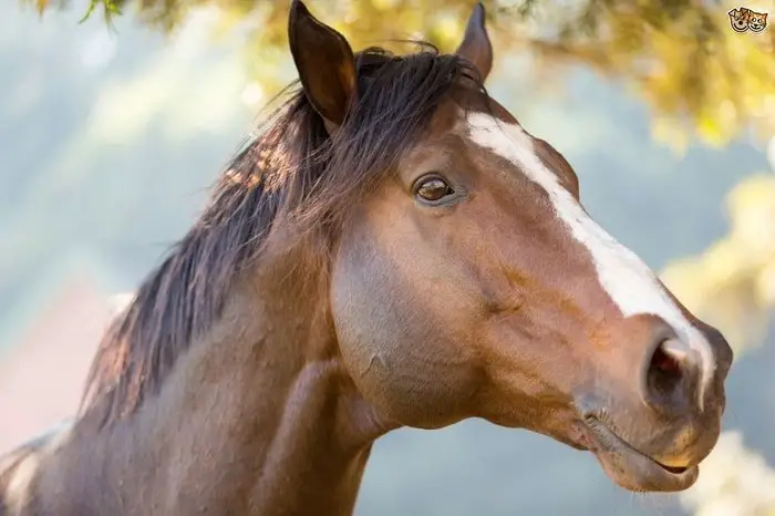 Horse Sense- Hearing