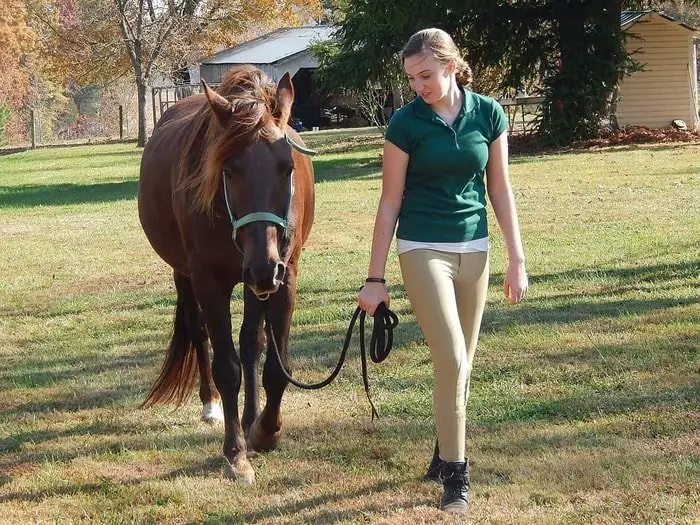 Horse Trainer