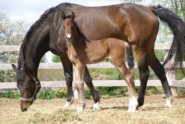 Mother Warmblood Horse