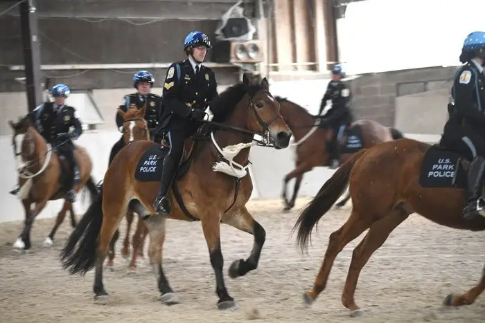 Mounted Police Officer