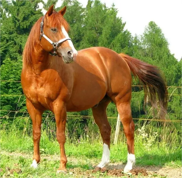 Origin of American Quarter Horse